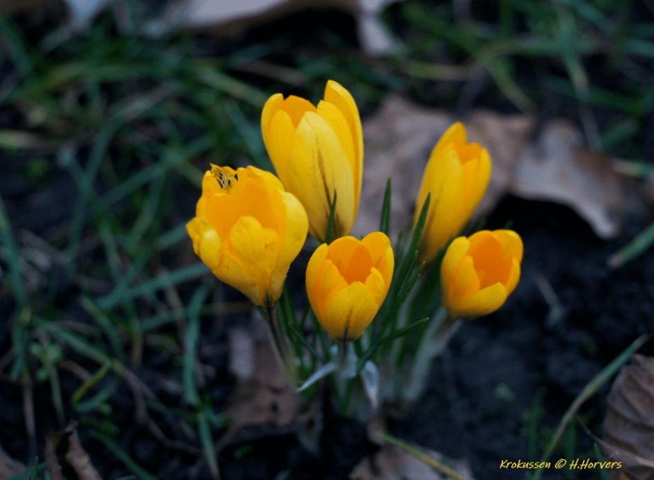 krokussen - Planten - krokussen