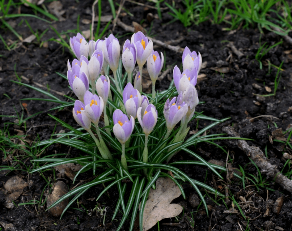 krokussen - Planten - krokussen