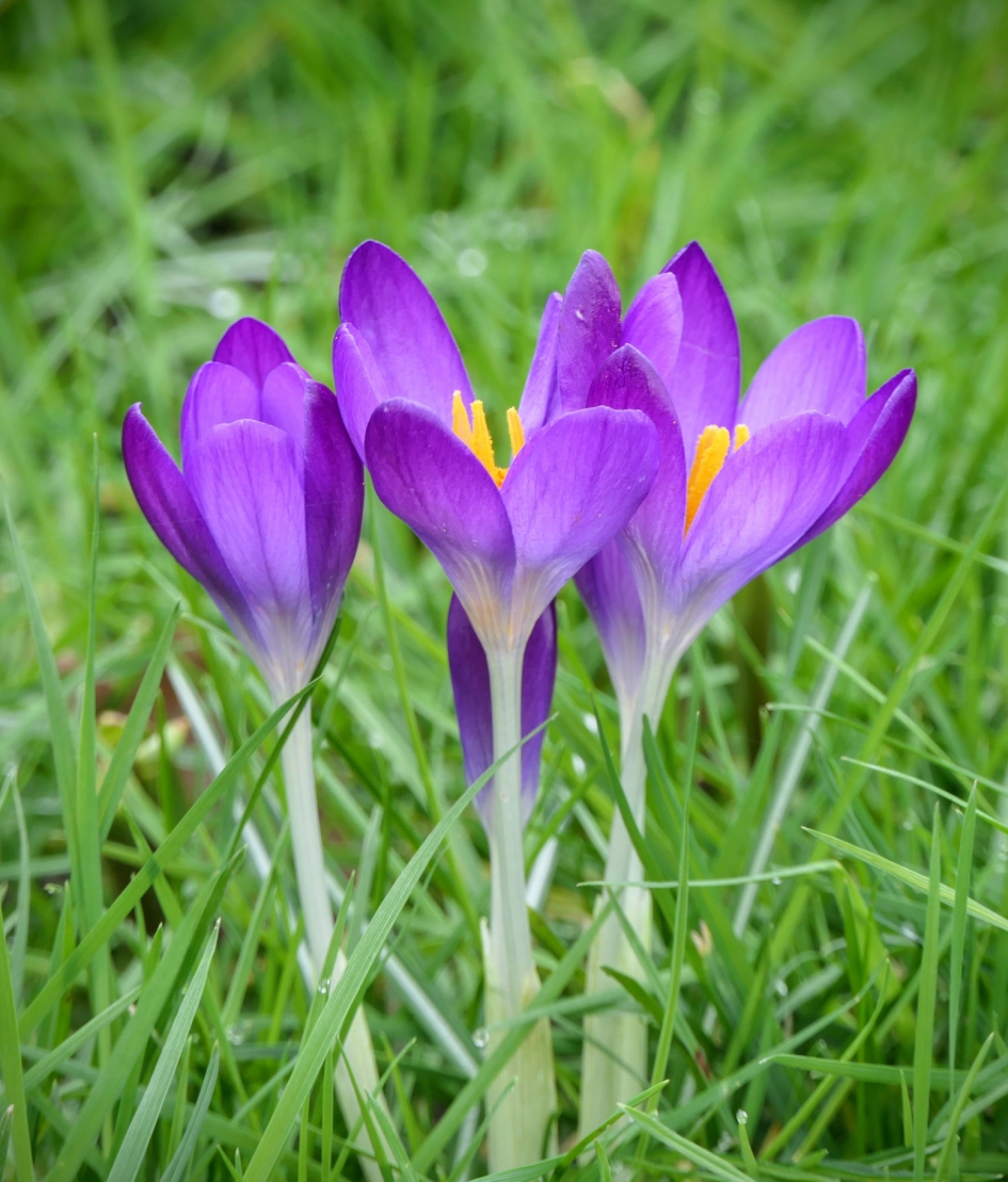 Krokussen. - Planten - Krokus
