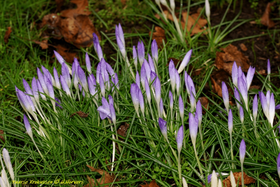Krokussen - Planten - Krokussen