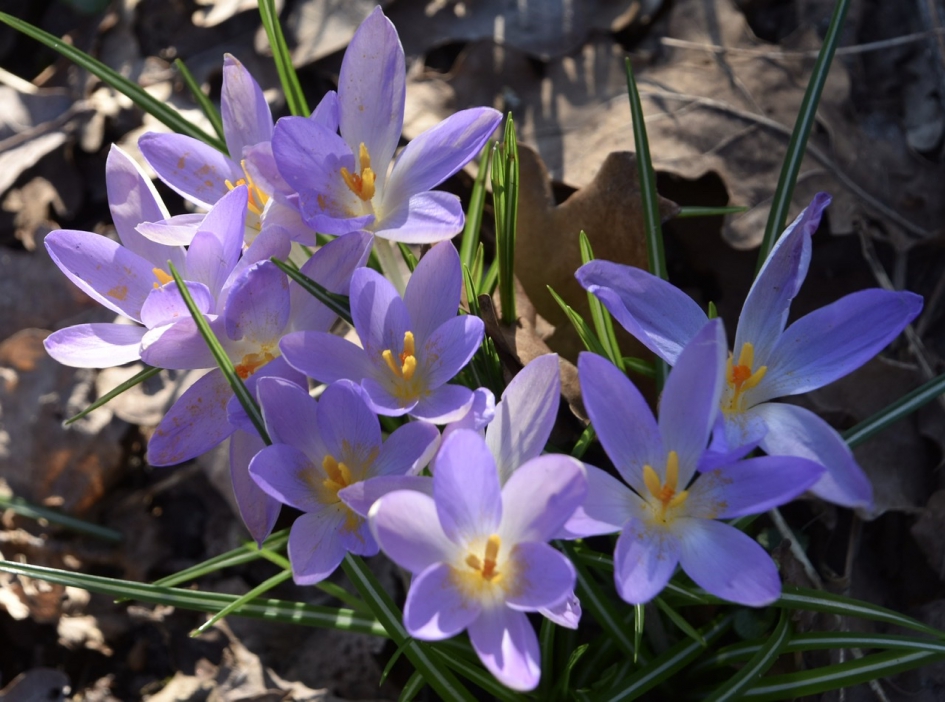 Krokussen - Planten - 