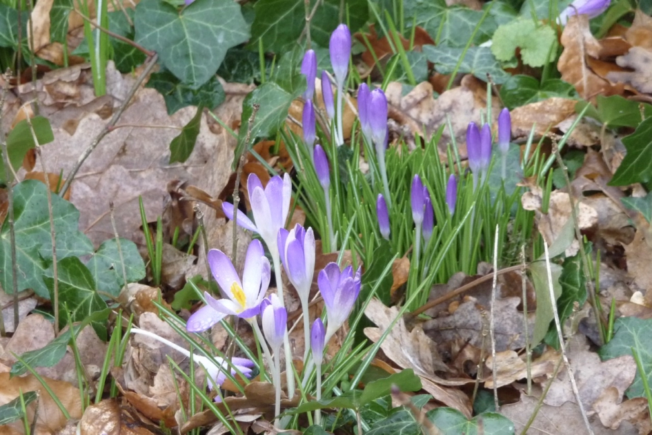 Krokussen - Planten - 