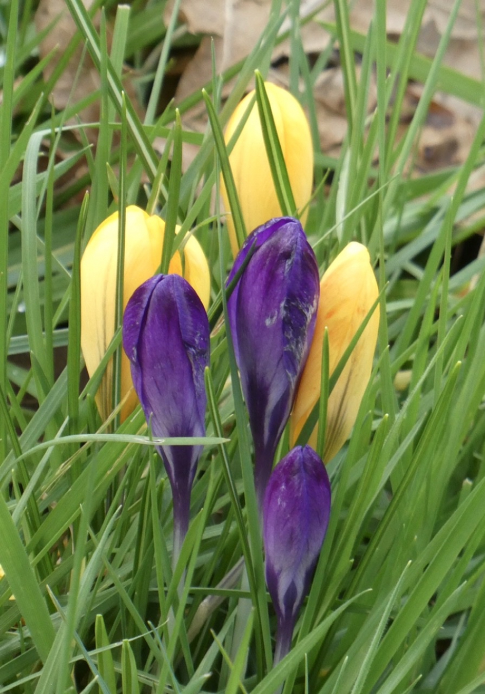Krokussen - Planten - 