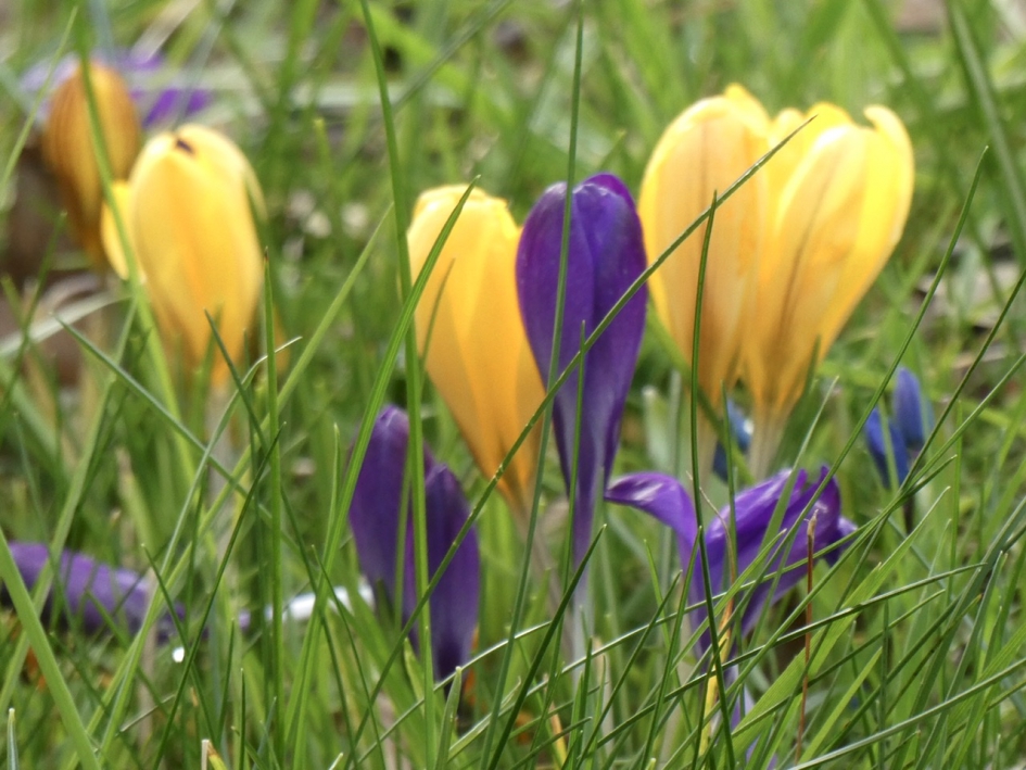 Krokussen - Planten - 