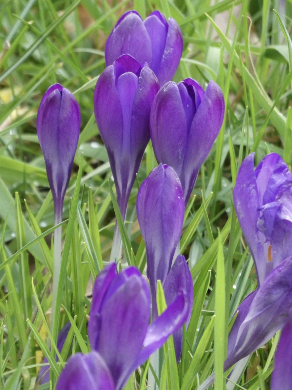 Krokussen - Planten - 