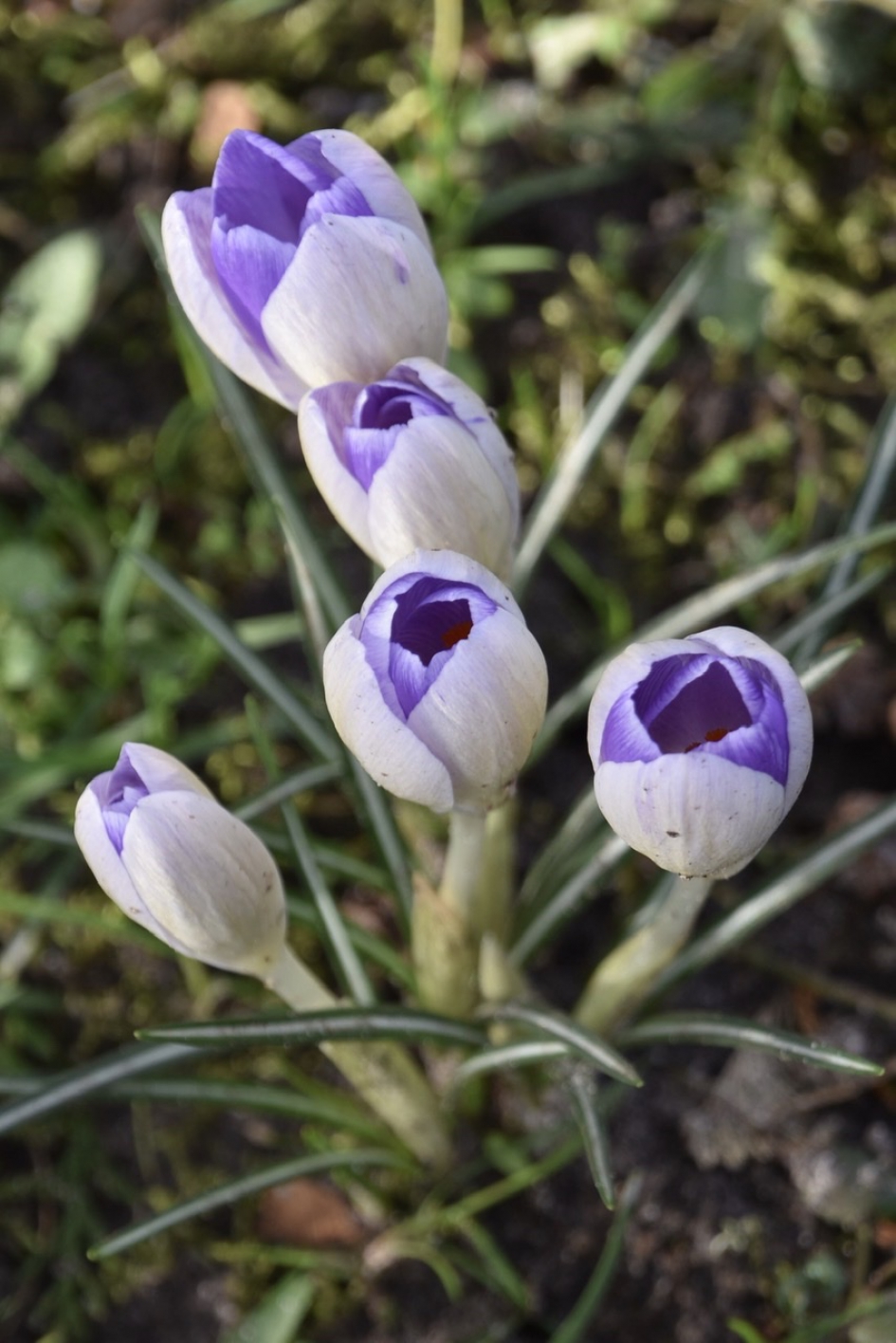 Krokussen - Planten - 