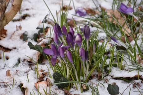 Krokussen in de sneeuw