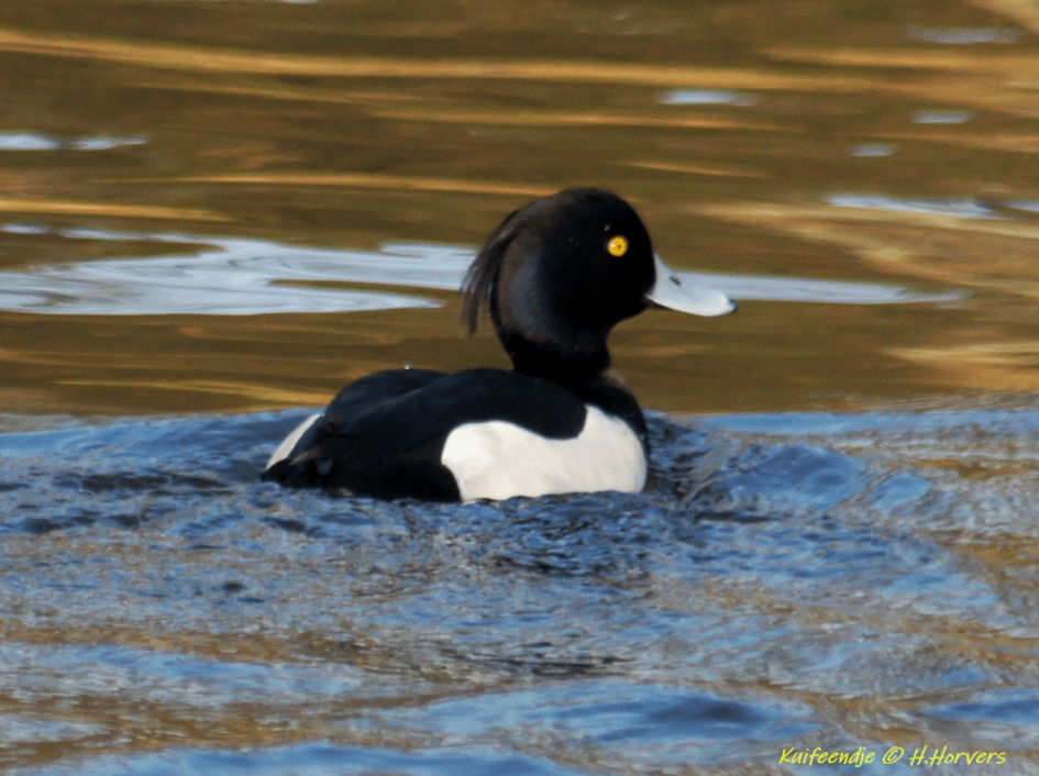 Kuifeendje - Vogels - Kuifeendje
