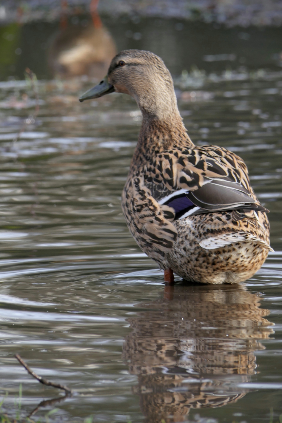 Laat mij maar in de plassen staan. - Vogels - Wilde eend