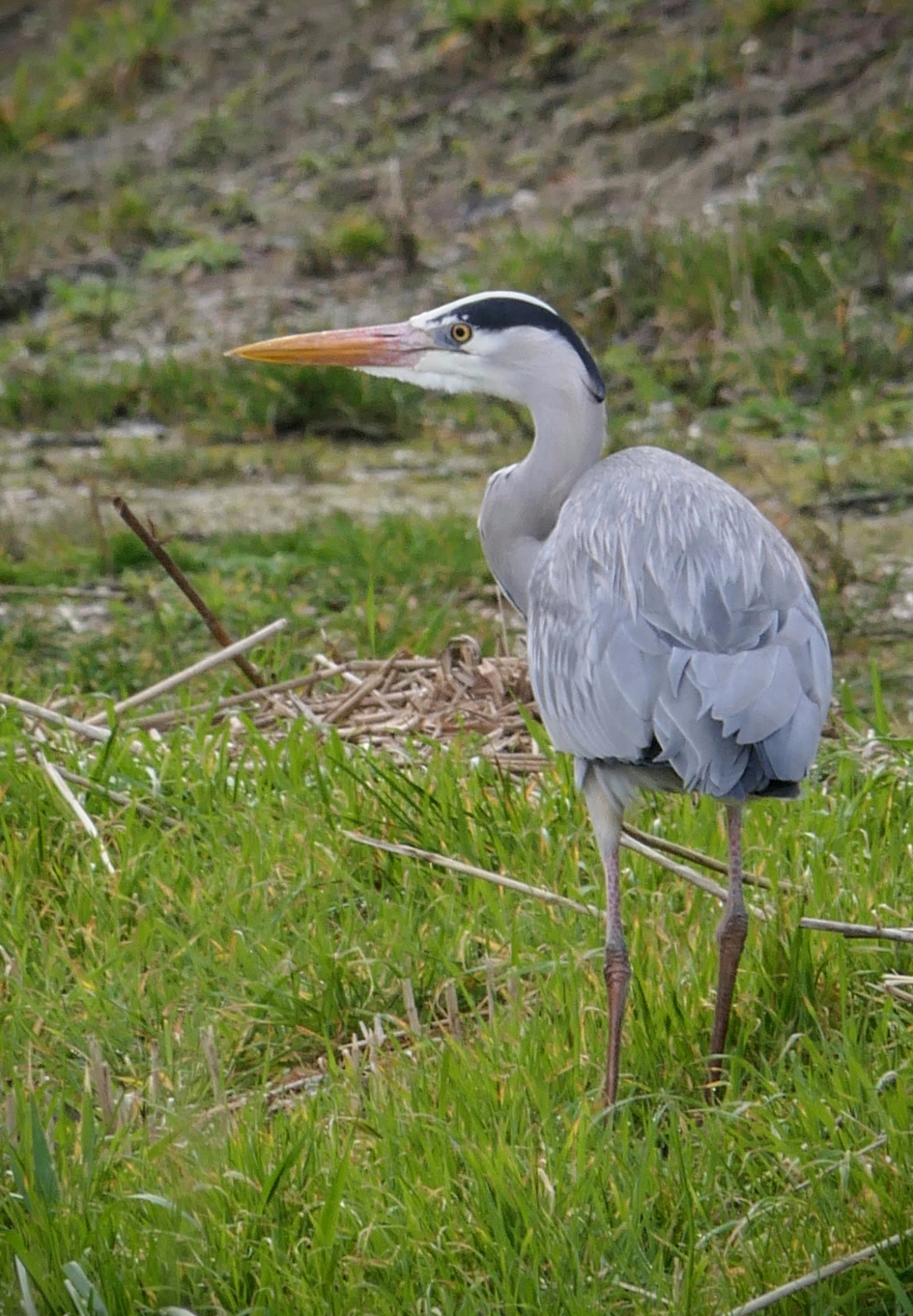 Langs de slootkant.. - Vogels - Blauwe reiger.