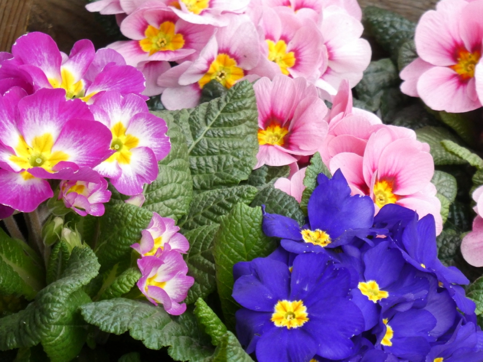 Primula’s - Planten - 