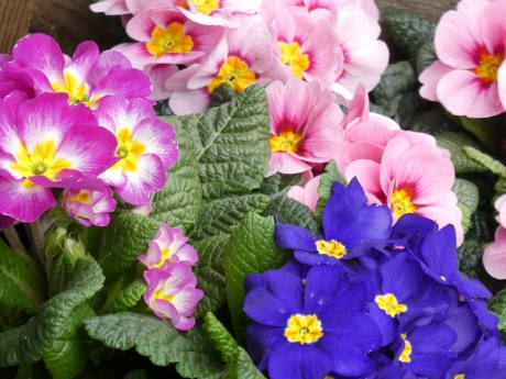 Primula’s