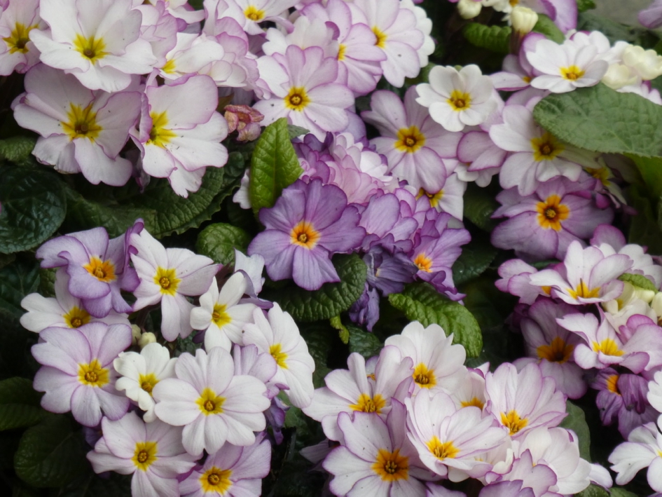 Primula’s - Planten - 