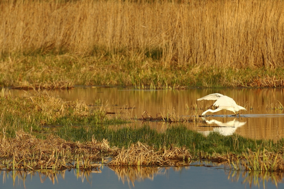 lekker bezig - Vogels - grote zilverreiger