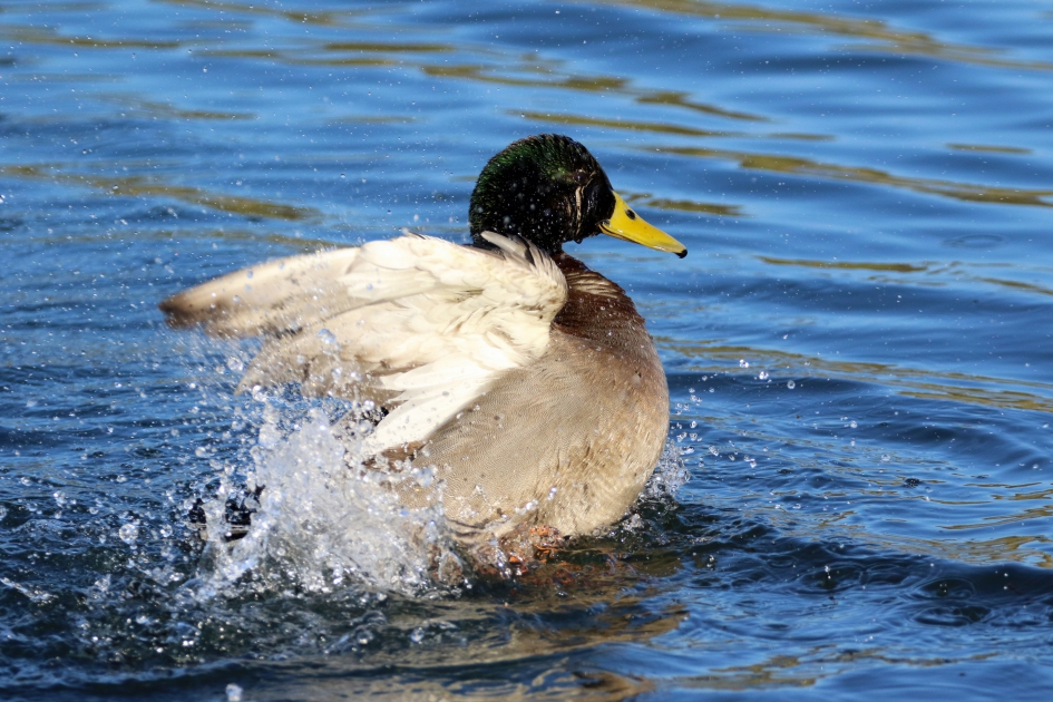 Lekker spetteren - Vogels - Wilde eend