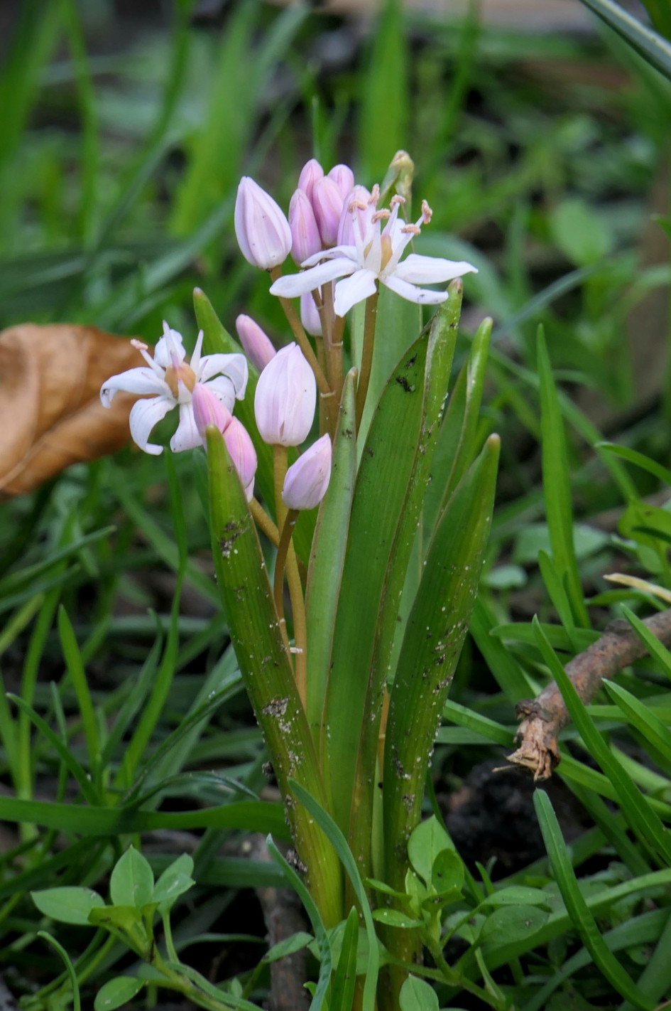 Lenteboeketje. - Planten - Sterhyacinten