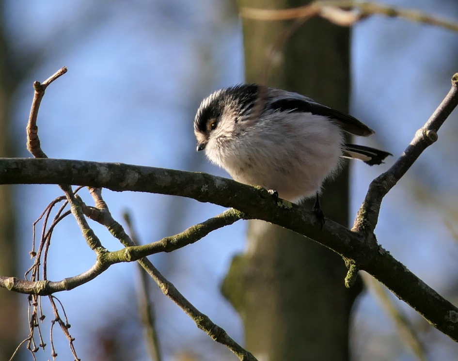 Lief kleintje. - Vogels - Staartmees