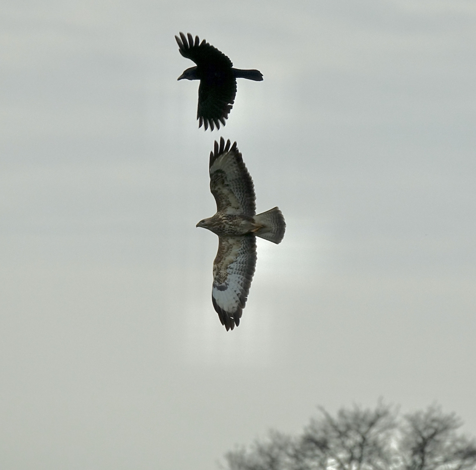 Luchtduel - Vogels - Buizerd