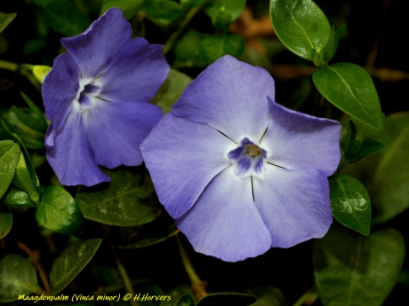 maagdenpalm (Vinca Minor)