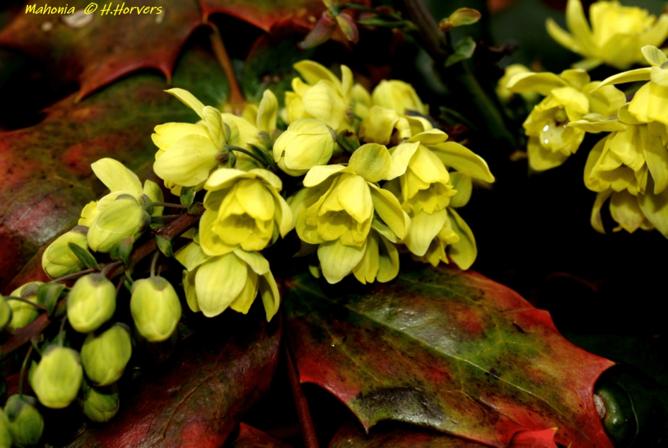 Mahonia - Planten - Mahonia