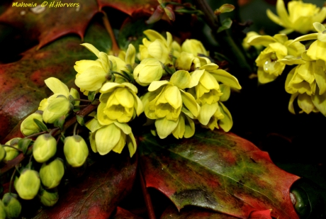 Mahonia