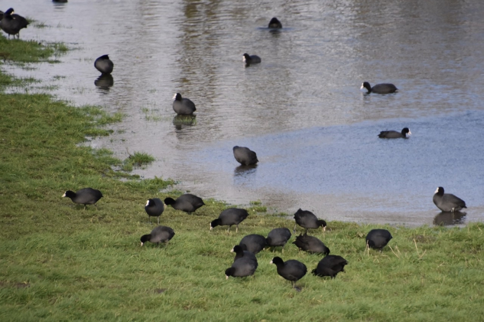 Meerkoeten - Vogels - 