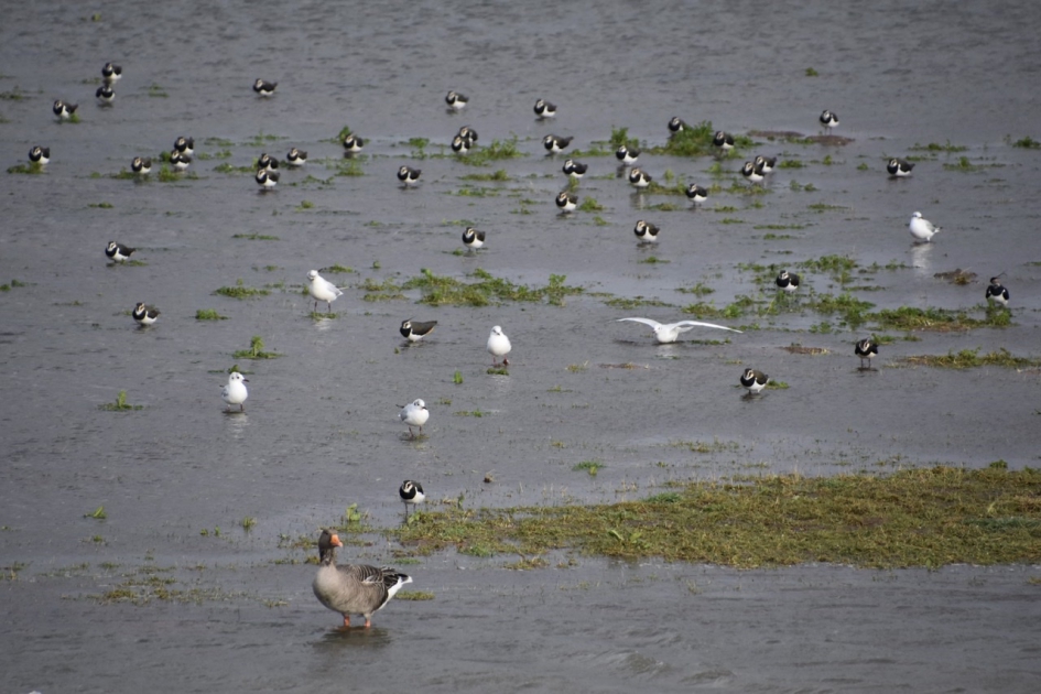 Meeuwen en kievieten - Vogels - 