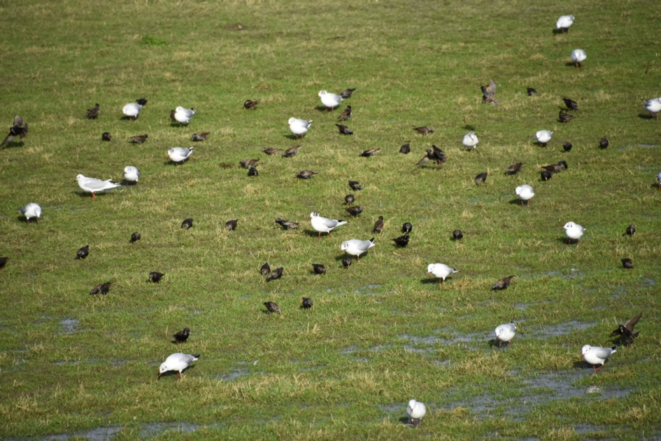 Meeuwen en spreeuwen - Vogels - 