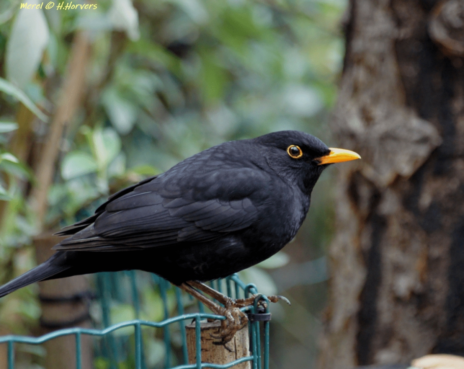 Merel - Vogels - Merel