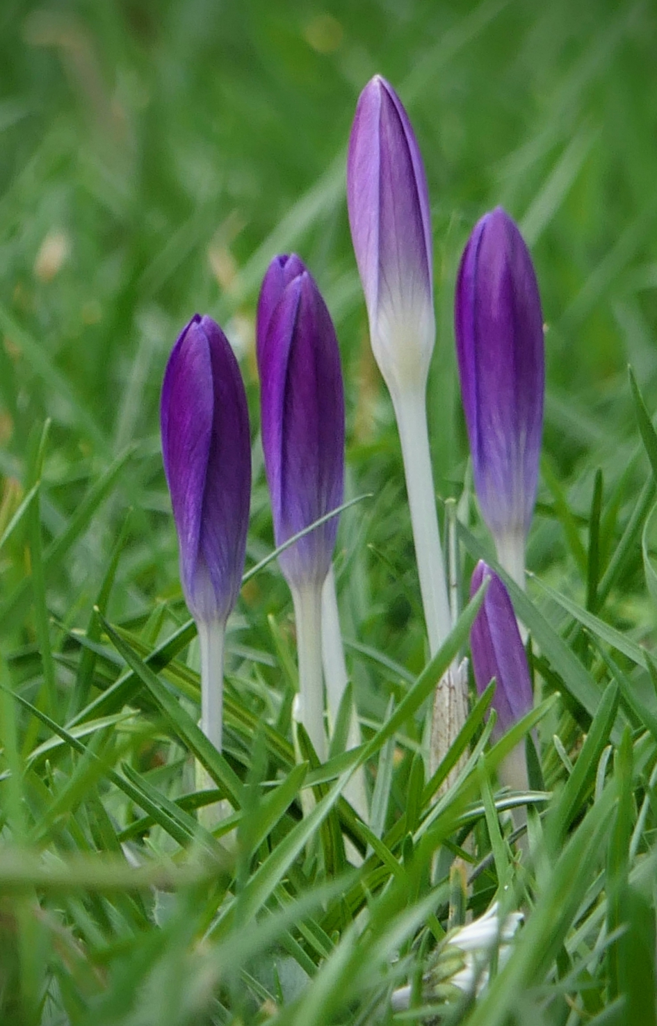 Met kop en schouders ........ - Planten - Krokus