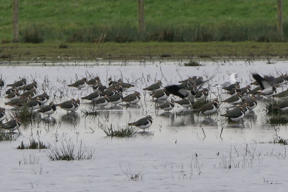 Met z'n allen bij elkaar - Vogels - Kievit