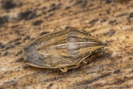 Mijterschildwants (Aelia acuminata)