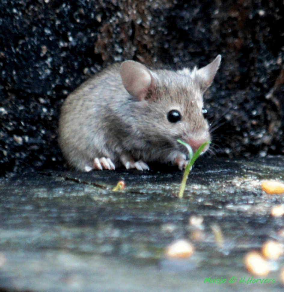 Muis - Zoogdieren - Muis
