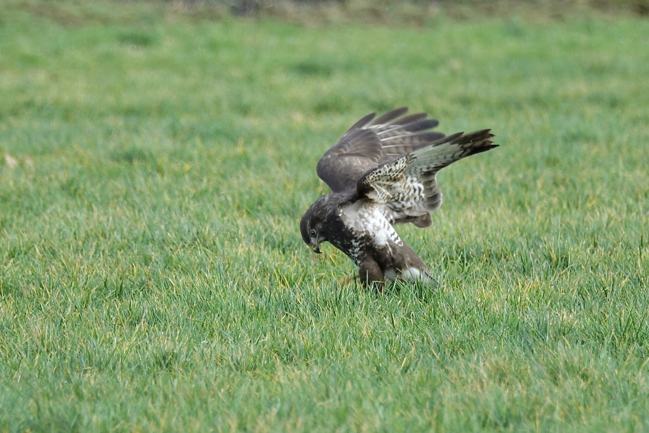Muis ik heb je - Vogels - Buizerd