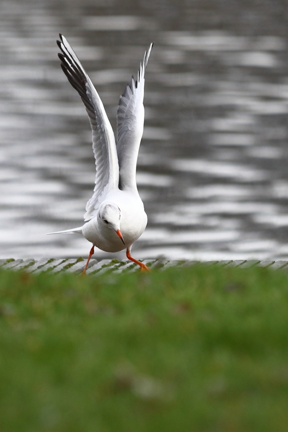 kan nèt - Vogels - kokmeeuw