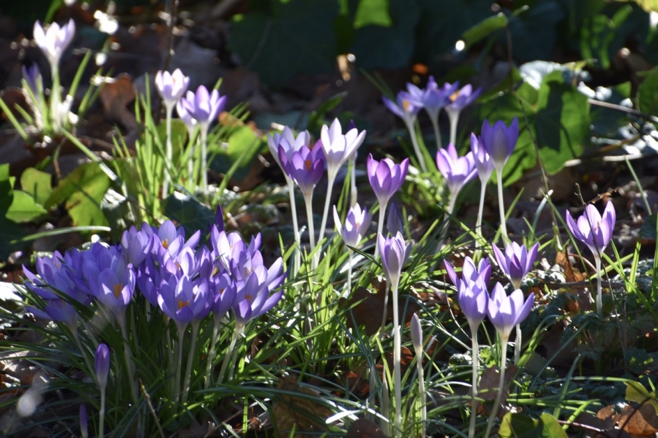Geweldige kleuren - Planten - 