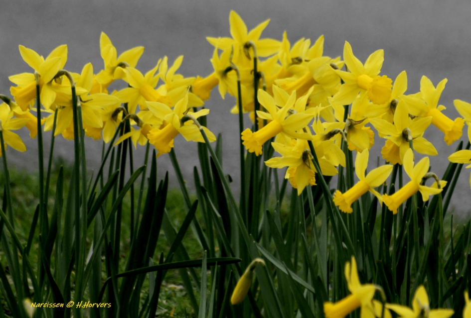 Narcissen - Planten - Narcissen
