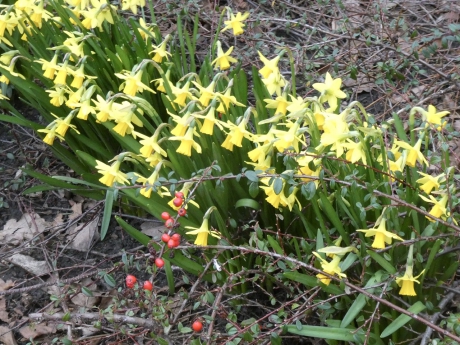Narcissen