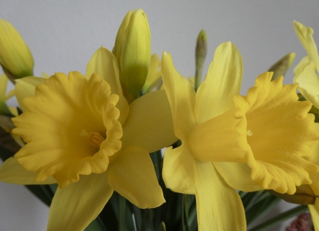 Narcissen