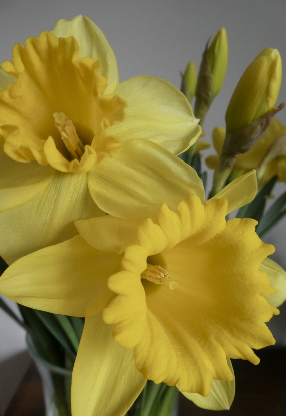 Narcissen - Planten - 