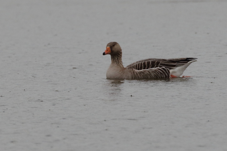 nat pak - Vogels - grauwe gans