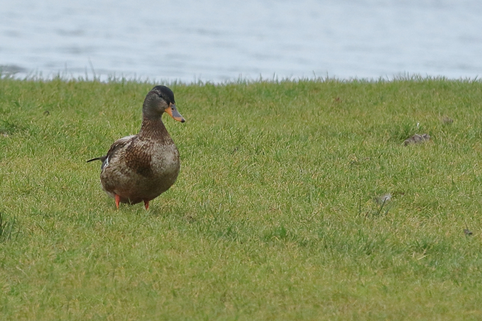 net te laat - Vogels - wilde eend
