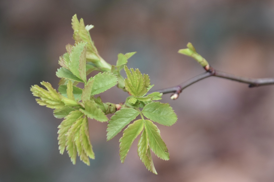 Nieuw blad - Planten - 