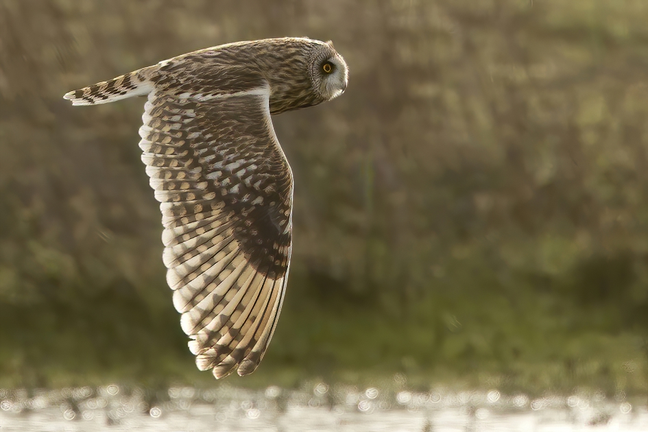 Nog een Katuil ... - Vogels - Velduil