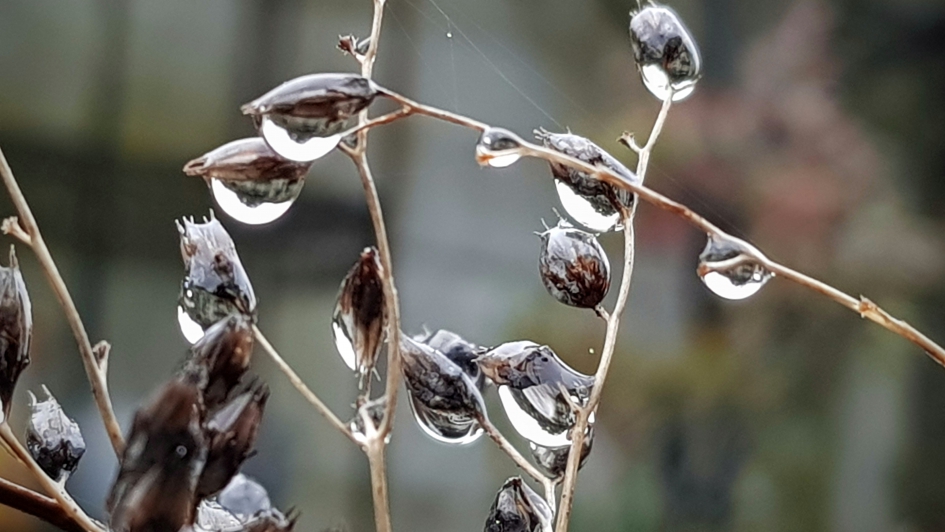 Nog meer druppels... - Weer en landschap - 