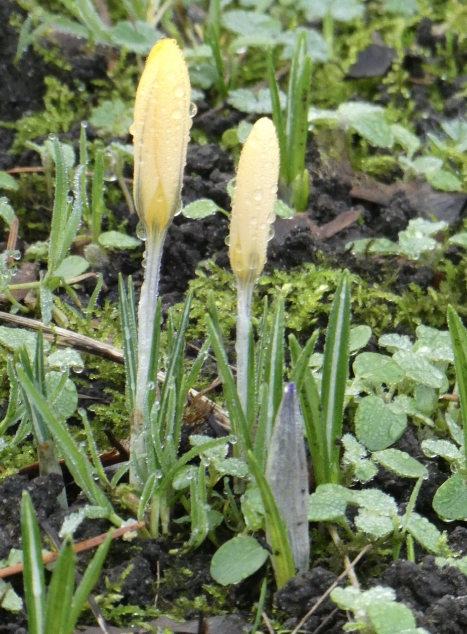 Nog nat van de nacht - Planten - Krokus