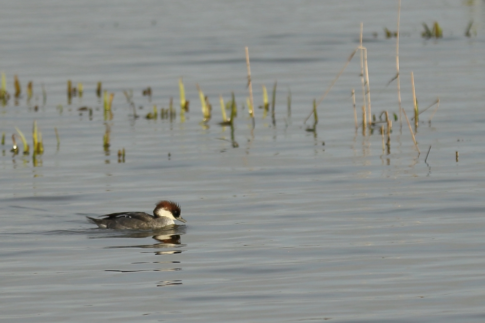 nonnetje -v- - Vogels - nonnetje
