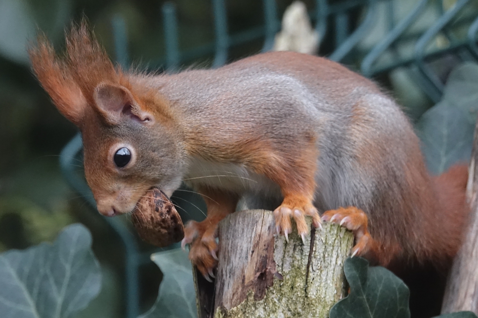 Noot ik heb je - Zoogdieren - Eekhoorn