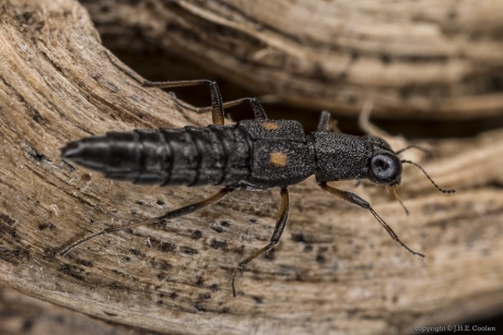 Oever-grootoogkortschildkever (Stenus bimaculatus)