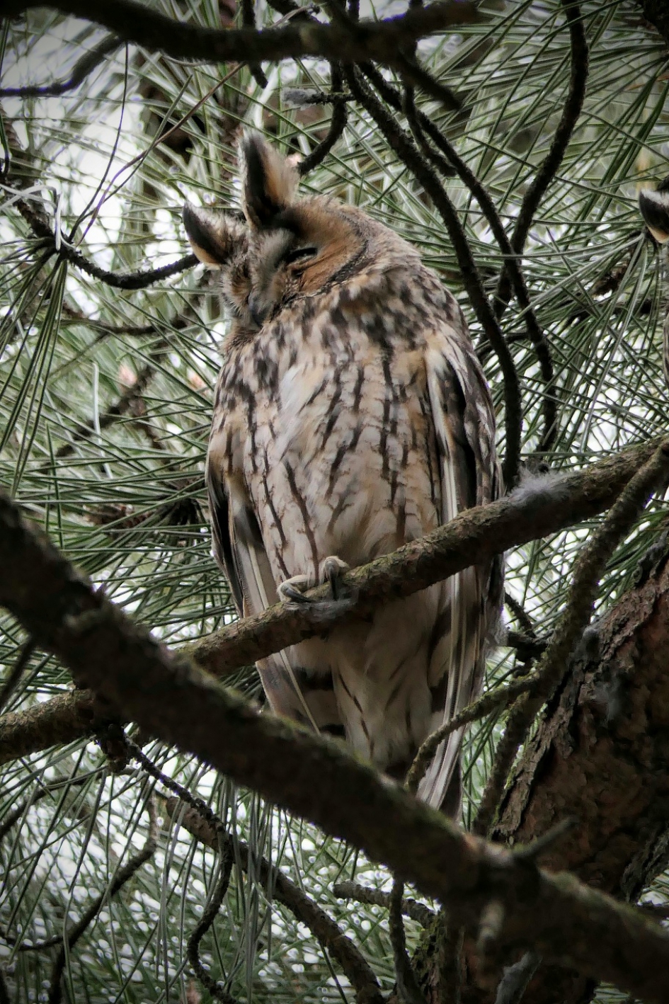 Oogjes dicht snaveltje toe.... - Vogels - Ransuil